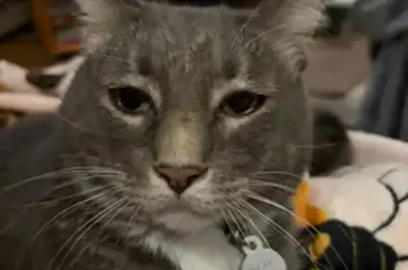 Lost кошка, North Wales, Pennsylvania - Grey and white with white stripes - photo