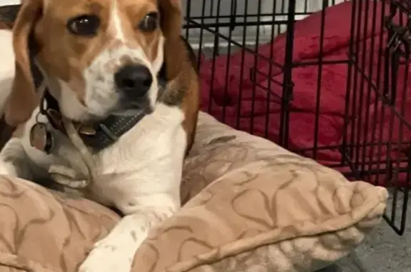 Lost Собака Female, North 12th Street, 4601, Philadelphia - photo