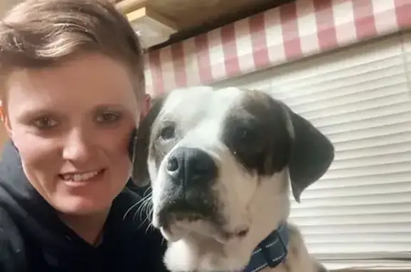 Lost Собака Male, Red Barn Road, 114, Hyndman - pitbull/beagle mix - photo