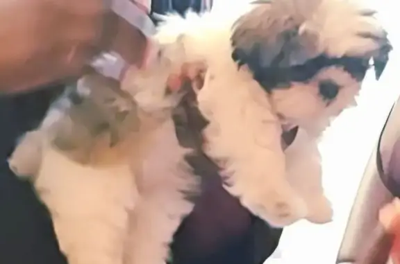 Missing dog Forney, photo: Lost Собака Female, County Road 203, 9876, Forney - White with brown & black areas