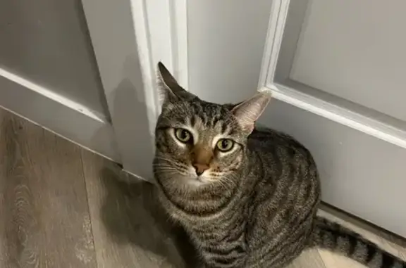 Missing cat Las Vegas, photo: Lost Кошка, Hurricane, Utah - табби с зелеными глазами