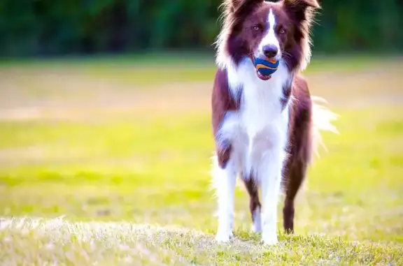Brown and white border collie. White chest. Long tail. Dutton is his name. Was in the back yard and heard loud bang and ran.