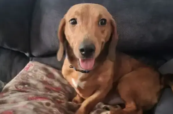 Missing dog Toledo, photo: Lost Собака, West Crawford Avenue, 59, Toledo - dachshund mix with unique markings
