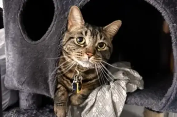 Missing cat Male, Derby (usl532727) - photo