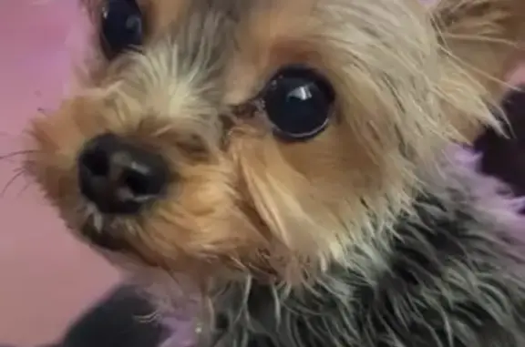 Lost Собака Female, Overlook Drive, 836, Alliance - miniature, black and silver coat - photo