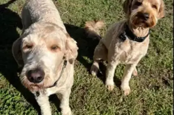 Missing dog Pueblo, photo: Lost Собака Male, Fairmount Lane, 3135, Pueblo - curly blonde hair