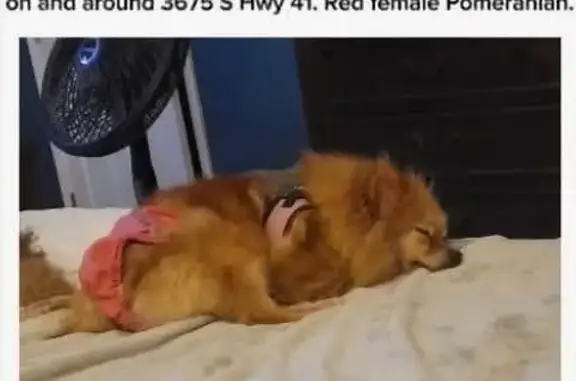 Lost Собака, Highway 41, Mullins, Miami - red female pomeranian, very scared of men - photo