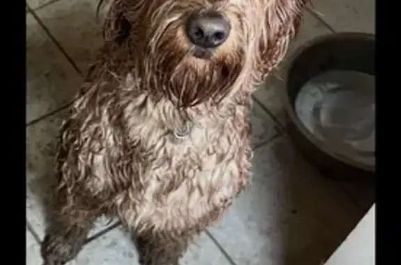 Missing dog Pueblo, photo: Lost Собака, Male, Fairmount Lane, 3135, Pueblo - reddish curly hair