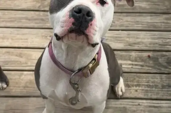 Found Собака Female, Palmyra,...