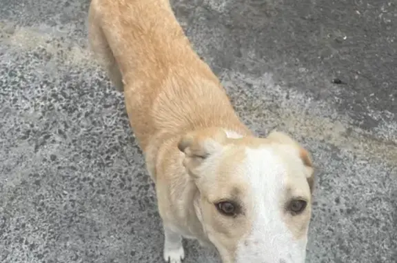 Animales encontrados , foto: Perro Juguetón Encontrado en CDMX: ¿Es Tuyo?