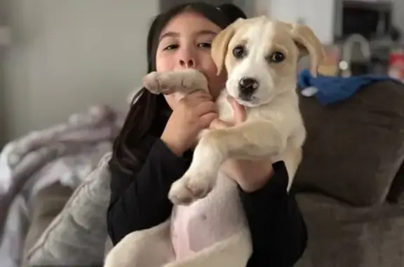 Lost Dog, Female, Teri Street, 208, Donna - Very Friendly - photo