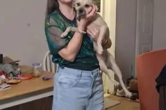 Lost Собака, Female, S Hampton Road, Red Bank, Lexington - Tan, small, older - photo