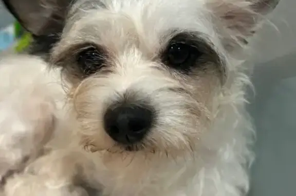 Found Собака, Female, South Di...