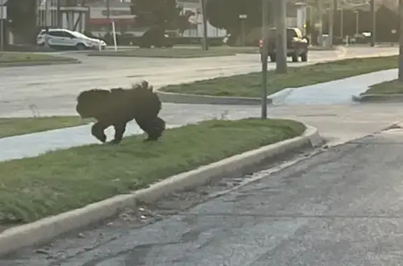 Found Собака, East Lindsey Str...