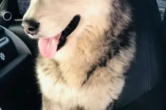 ¡Ayuda! Perro Bruce perdido en Villa General Roca