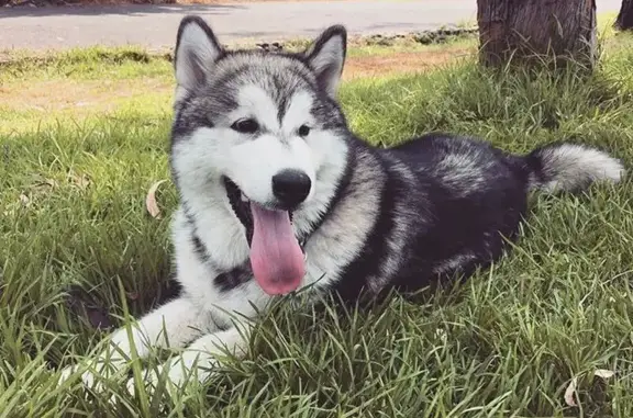 Perro perdido en CDMX: Bruce, con recompensa