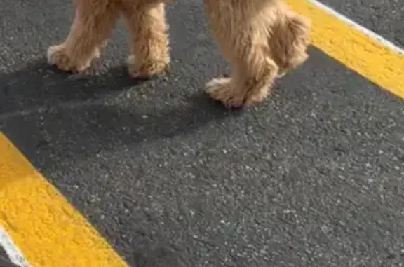 Lost Собака, West 3100 South, 4450, West Valley City - светло-коричневый с двумя пластинами на ошейнике - photo