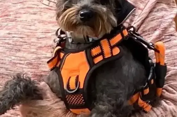 Lost Собака, Female, Hillhead Court, 111, Aiken - black with white tips - photo