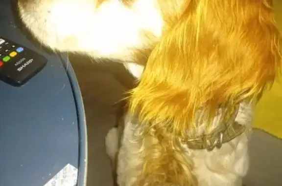 Chien trouvé Toulouse, photo: Trouvé chien mâle épagneul, Frouzins, Toulouse - avec collier HOPY