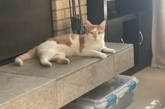 Lost Кошка Male, Farmington, Minnesota - white with orange spots - photo