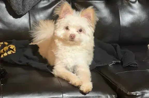 Lost Собака, Male, Fuselage Avenue, 1200, Middle River - tan/cream color - photo