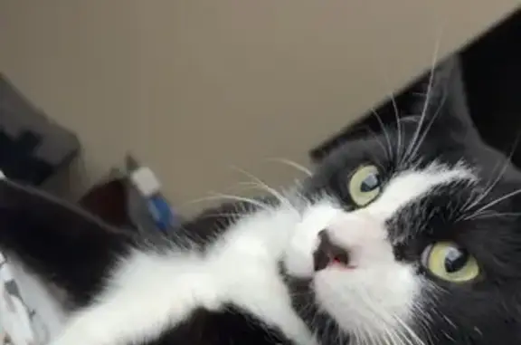 Lost Кошка, Lancaster Pike, 480, Circleville - Male with purple flea collar - photo