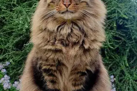 Perdu Chat Homme, Retheuil, Saint-Quentin - norvégien marron tigré - photo