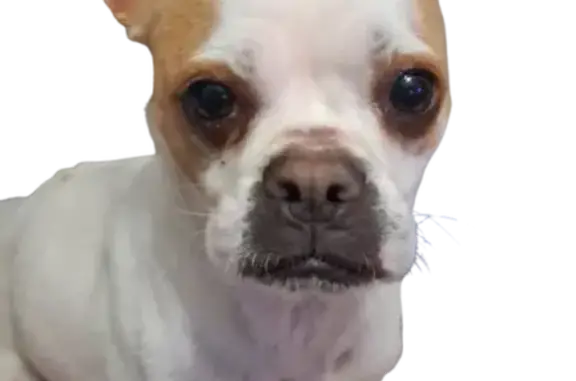 Found Собака, Female, Sylvan D...