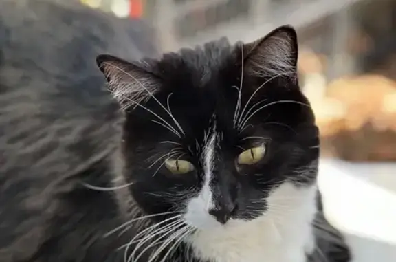 Chat perdu, Rue du Parc, Miserey, Paris - mâchoire du haut avancée - photo