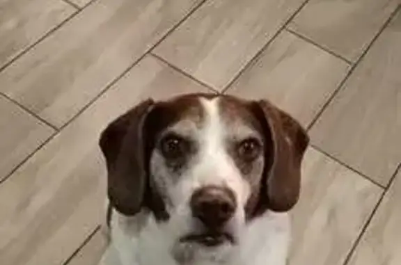 Perro Perdido: Café/Blanco, 10 años, CDMX