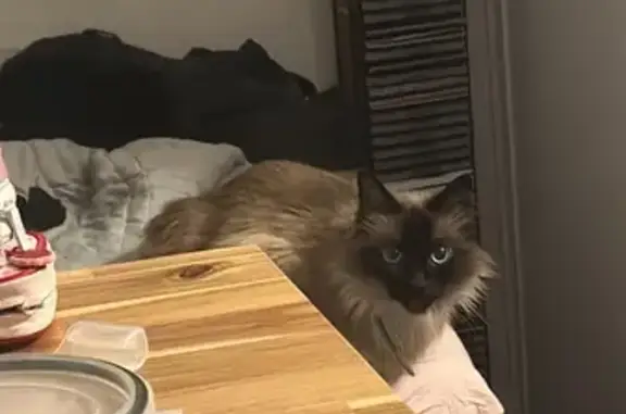 Chat trouvé Paris, photo: Trouvé Chat Femme, Rue Emile Didier, 9, Arras, Paris - yeux bleus