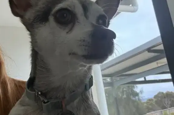 Found Dog in Sorell: White, Bl...