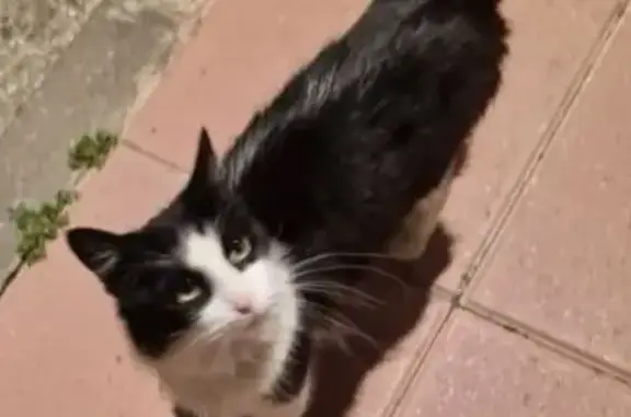 Gata Blanca y Negra Encontrada en Barceloneta - photo