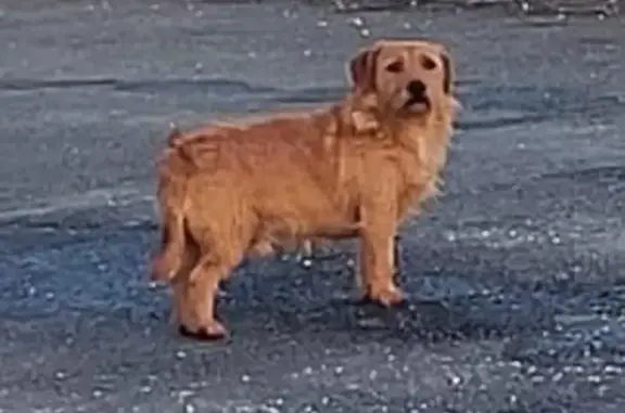 Perdu Chien mâle, Route de Branne, Cadillac-sur-Garonne - Basset Fauve de Bretagne - photo