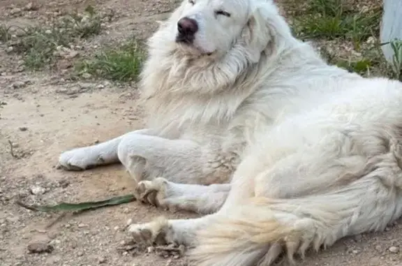 Perro Blanco Juguetón Perdido en València