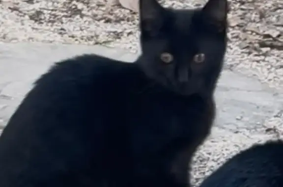 Lost Кошка, Female, Sand Isles Circle, Arlington - all black with tabby stripes - photo