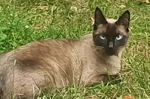 Chat perdu, Paris, photo: Perdu Chat, Rue des Marconnets, Beaune - petite siamoise avec collier rose