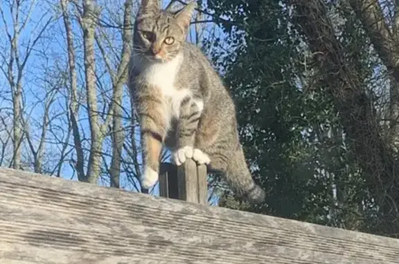 Perdu chat femelle, Villiers-sur-Morin, Orléans - petite avec queue courte - photo