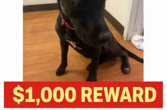 Missing dog Hemet, photo: Lost Собака Female, West Florida Avenue, 3885, Hemet - Black lab mix with pink collar