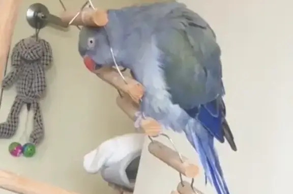 Missing Indian Ringneck Parrot in Cabramatta