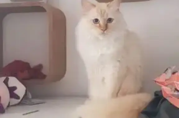 Perdu Chat mâle, Chemin de Chevalier, Galgon - blanc aux yeux bleus - photo