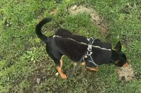 Animaux perdus Crest, photo: Perdu chien mâle, Quai Berangier de la Blache, 10 bis, Crest - petit noir et feu croisé pinscher