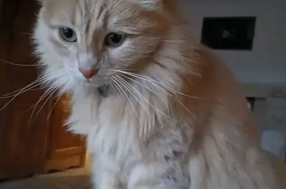 Chat perdu, Marseille, photo: Chat disparu Fille, Marseille (fl586499)