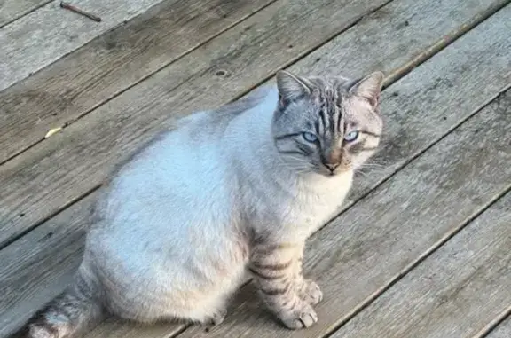 Perdu chat mâle, Impasse des Vendangeurs, 13, Marignane - photo