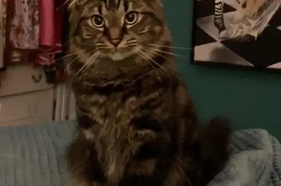 Lost Timid Tabby in Port Adela...