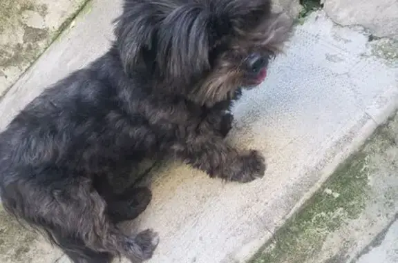 Animaux trouvés Grisy-Suisnes, photo: Trouvé Chienne, Avenue des Écoles, Saint-Geniès-de-Malgoirès, Grisy-Suisnes - noir shia tzu avec collier Hello Kitty