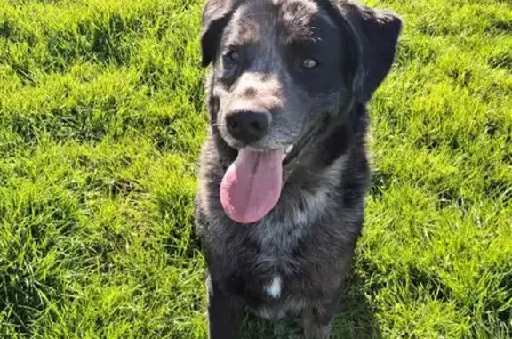 Perdu chien mâle, Chenillé-Champteussé, Champigné - collier tressé rouge et beige - photo