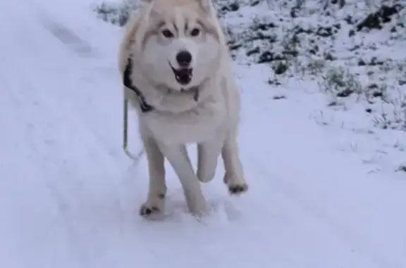 Animaux perdus Écouché, photo: Chien perdu, L'Aunay, 4, Écouché-les-Vallées - collier orange