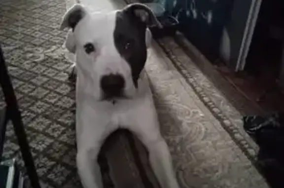 Lost Собака Male, U.S. 19, 7836, Jonesboro - Grey/white very sweet - photo