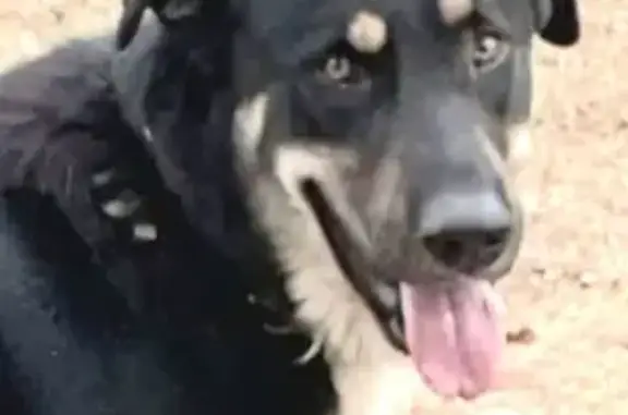 Animaux perdus Meximieux, photo: Perdu Chien Homme, Route de Charnoz, 1453, Meximieux - noir croisé beauceron/malinois
